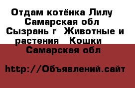 Отдам котёнка Лилу - Самарская обл., Сызрань г. Животные и растения » Кошки   . Самарская обл.